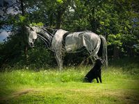 ‘Ben II’ - Welded stainless-steel rod with mesh. 17hh