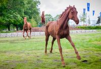 The &lsquo;Arborfield Horses&rsquo;